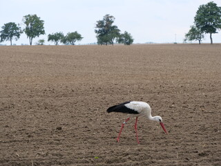 Großer Storch mit weißen und schwarzen Federn und einem langen roten Schnabel auf einem abgeernteten großen Feld in Mecklenburg-Vorpommern