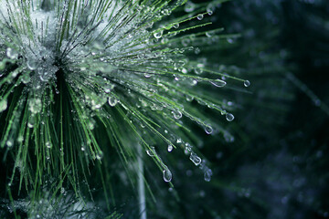 Cold Spring. The first thaw. Iced branches. Snow is melting. Dew drops on pine needles