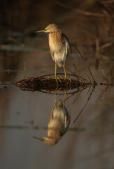Squacco Heron and reflection at Asker marsh, Bahrain