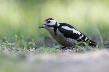 Great spotted woodpecker (Dendrocopos major) sits on the ground, photographed in the Goois Natuurreservaat, The Nerherlands.