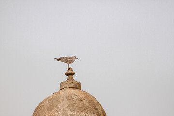 a bird sits on the roof of a house