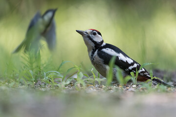 Fototapeta premium Great spotted woodpecker (Dendrocopos major) sits on the ground, photographed in the Goois Natuurreservaat, The Nerherlands.