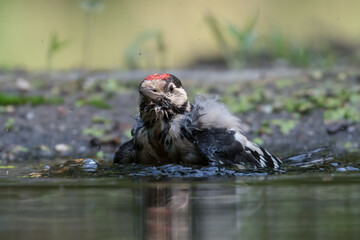 It is too hot for this Great spotted woodpecker (Dendrocopos major), it's time for a bath. Photographed in the Goois Natuurreservaat, The Nerherlands.