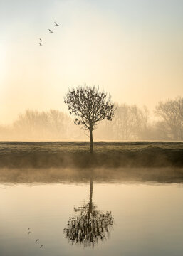 Single lone tree at dawn sunrise standing on river bank with mist and fog rising from canal birds flying above reflected in calm still water foggy misty forest in landscape background.