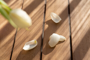 white tulip on table