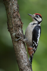 Great spotted woodpecker (Dendrocopos major) sitting in a tree, photographed in the Goois Natuurreservaat, The Nerherlands