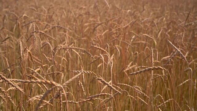 Schwenk &uuml;ber Dinkel&auml;hren auf einem Feld in Nahaufnahme kurz vor der Ernte