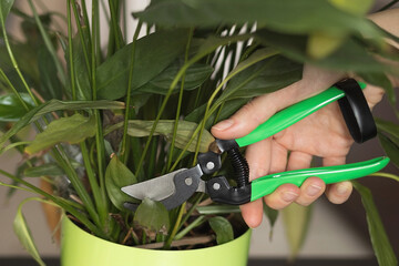 Pruning dry leaves of indoor plants, indoor gardening