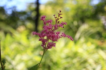 山に咲く花、キョウガノコ　　長野県野辺山高原平沢山にて。