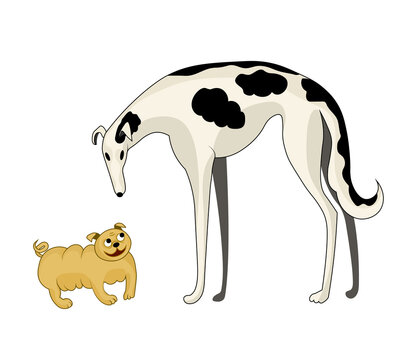 Two dogs: small pug and large Russian greyhound meet. Breeds of dogs of different sizes. Vector cartoon image. 