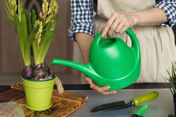 Girl watering hyacinth houseplant, fresh green spring concept