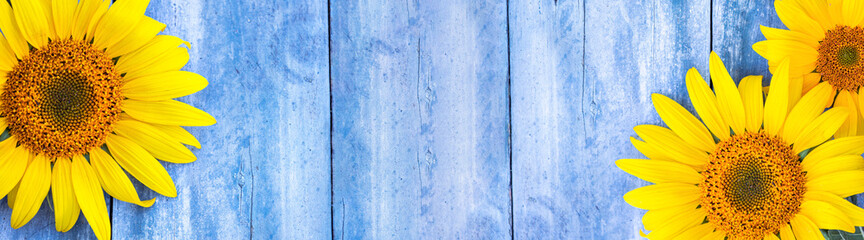Obraz premium summer banner with sunflowers on blue wooden background, yellow flowers on old boards, free space, mock up for design, top view, sharpness on sunflowers