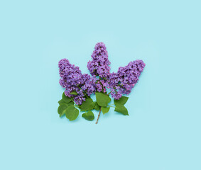 Top view square image purple lilac flower on blue background. Place for your text.