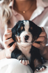 Bernese mountain dog puppy in female hands, care for animals, newborns