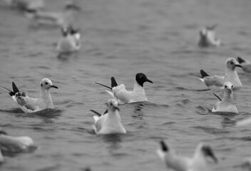 Fototapeta premium Black-headed gulls at Tubli bay, Bahrain