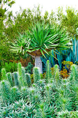 Vertical shot of spurges and yuccas in a garden
