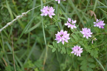 Fototapeta premium pink cosmos flowers