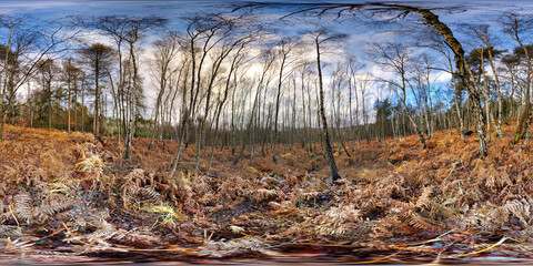 Fototapeta na wymiar Birch forest woods 360 VR