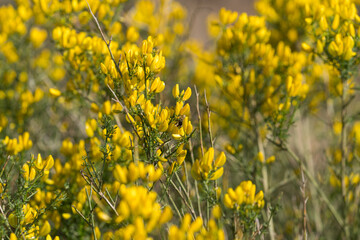 yellow flowers of a bush