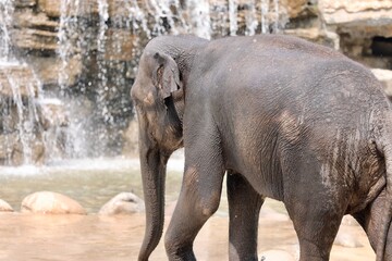 majestic animal, elephant from Chiang Mai in Thailand, natural reserve rescue, peaceful and relaxed environment in the jungle, loving