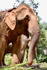 Fototapeta na wymiar majestic animal, elephant from Chiang Mai in Thailand, natural reserve rescue, peaceful and relaxed environment in the jungle, loving