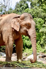 Fototapeta na wymiar majestic animal, elephant from Chiang Mai in Thailand, natural reserve rescue, peaceful and relaxed environment in the jungle, loving