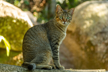 Obraz premium gato com olhar penetrante