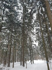 Зимний лес