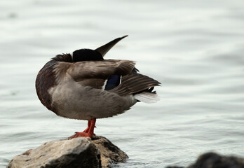Mallard duck preening at Tubli bay, Bahrain