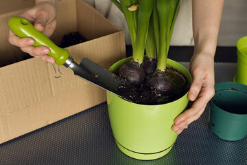 Transplanting hyacinth bulbs into a new pot, spring gardening at home