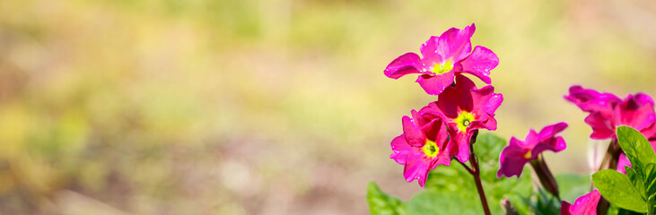 Purple primrose flowers close up. First plants in the spring sunshine. Gardening and cultivation.