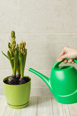 Girl watering hyacinth houseplant, fresh green spring concept