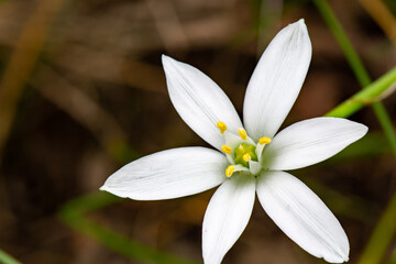 White Rain Lily, Zephyr Lily with a Dark Background