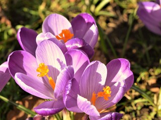 spring crocus flowers