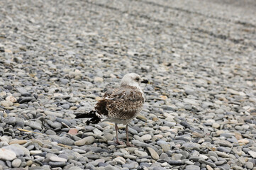 Seagull standing on gravel, Nice, Alpes-Maritimes, France