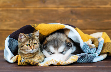 Fluffy malamute puppy sleeping next to a tabby cat wrapped in a checkered plaid on a brown wood background with dry maple leaves