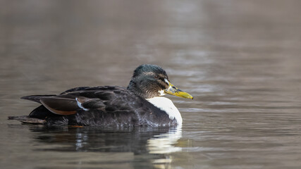 ente, bird, wasser, stockente, natur, see, wild lebende tiere, teich, tier,