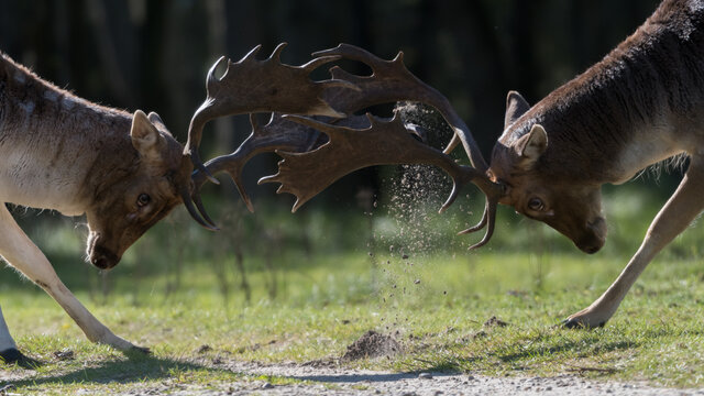 She's mine! No she's mine! Let's fight for it! Who will win?
A fight between two fallow deer during rutting season, photographed in the Netherlands.