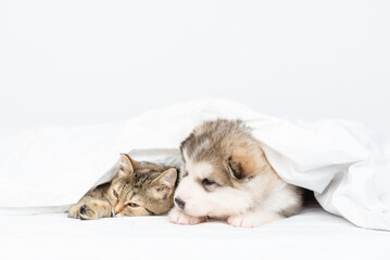 A cute fluffy malamute puppy lies next to a tabby kitten under a large white blanket at home on the bed