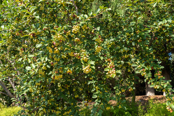 An apple tree with full branches of small yellow apples