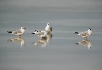 Black-headed gulls at Busaiteen coast, Bahrain