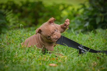 American Bully Puppy playing