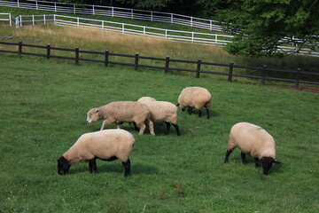 まきば公園（八ヶ岳牧場）　山梨県の野辺山高原にある牧場　羊たち（サフォーク種）が牧草を食む。