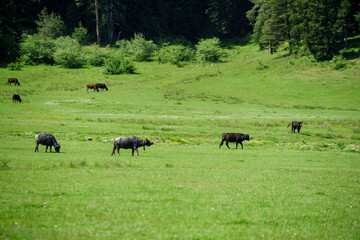 Karadeniz bölgesinde Bartin ilinde yaylalar, otlar, hayvanlar.