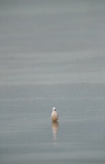 Sender-billed seagull in breeading plumage at Busaiteen coast, Bahrain