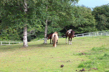 Naklejka premium まきば公園（八ヶ岳牧場） 山梨県の野辺山高原にある牧場 3頭の馬