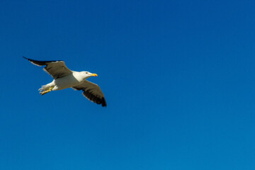 gaivota em céu azul