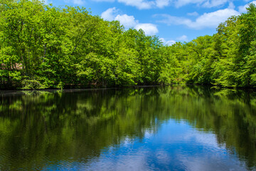 Fototapeta na wymiar Beautiful Pond in a Forest