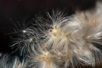 Fluffy silver flowers close up on a black background. Abstract background