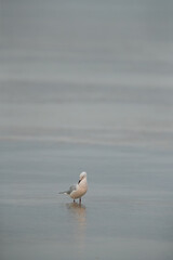 Sender-billed seagull in breeading plumage at Busaiteen coast, Bahrain
